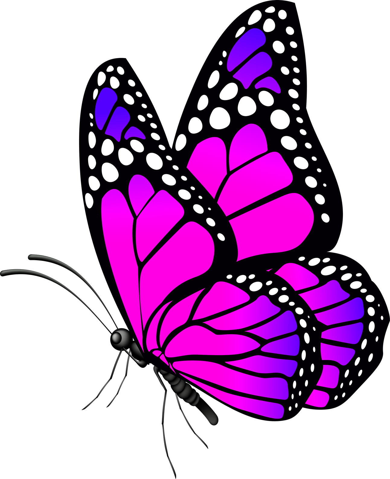purple and blue butterfly illustration